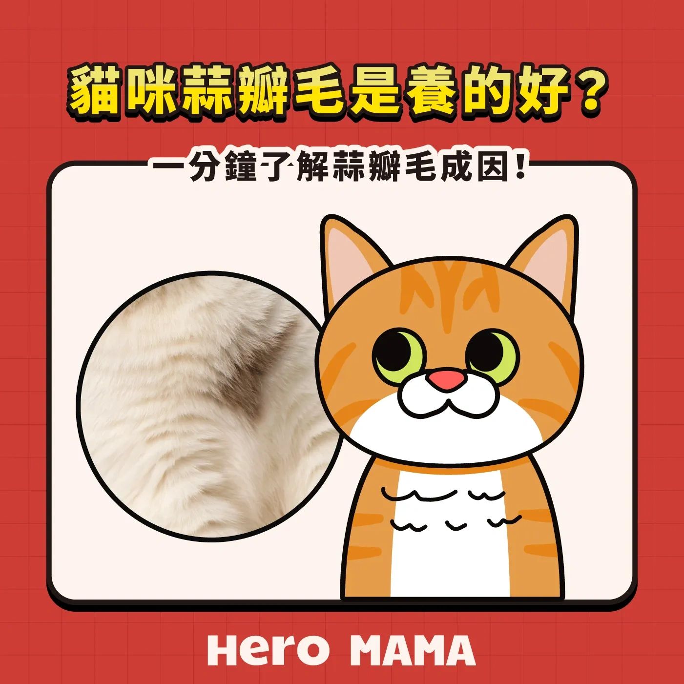 繆思貓旅知識專欄｜貓咪住宿與照護技巧