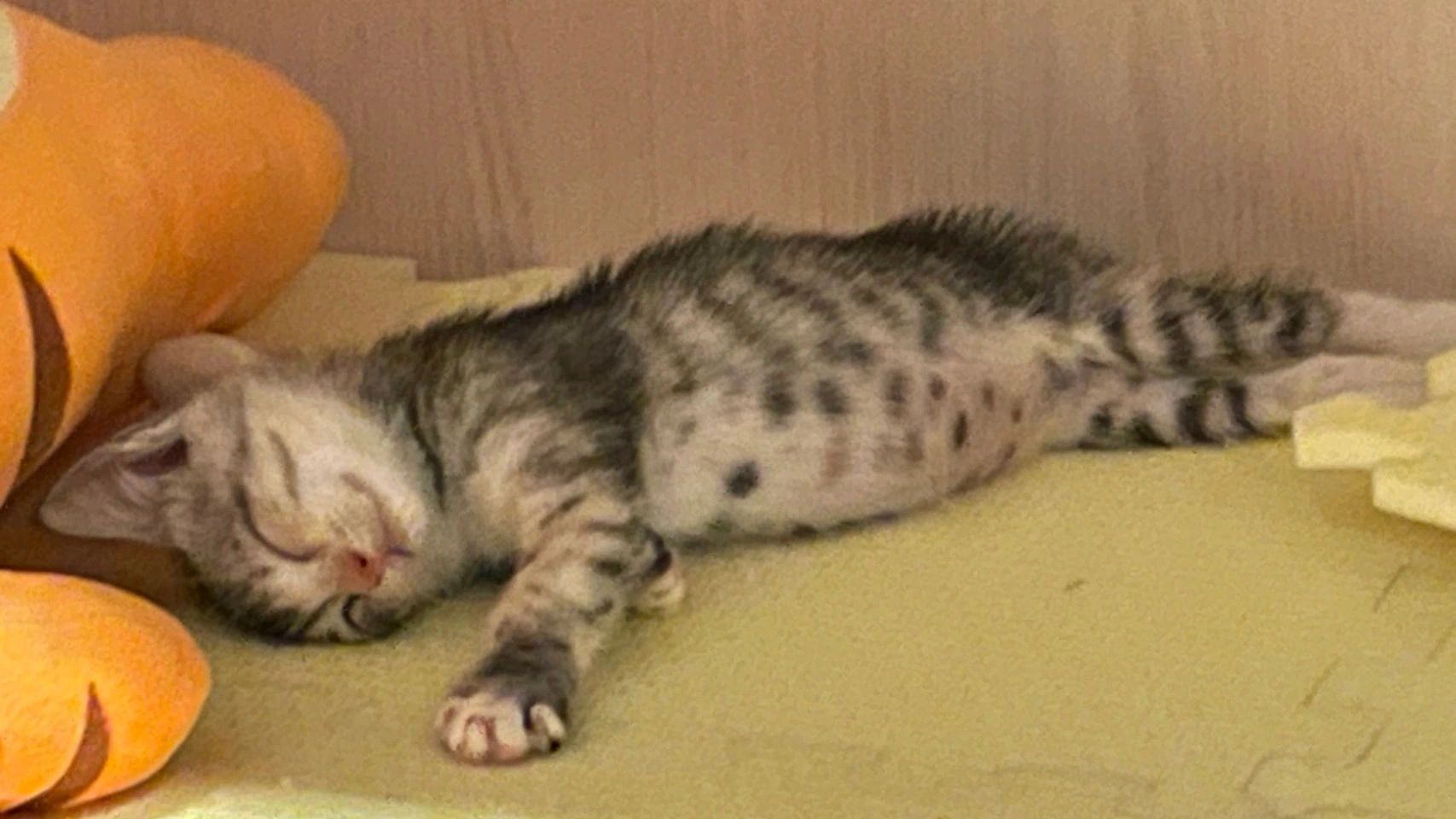 繆思貓旅知識專欄｜貓咪住宿與照護技巧