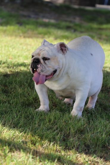 AKC English Bulldog Khloe