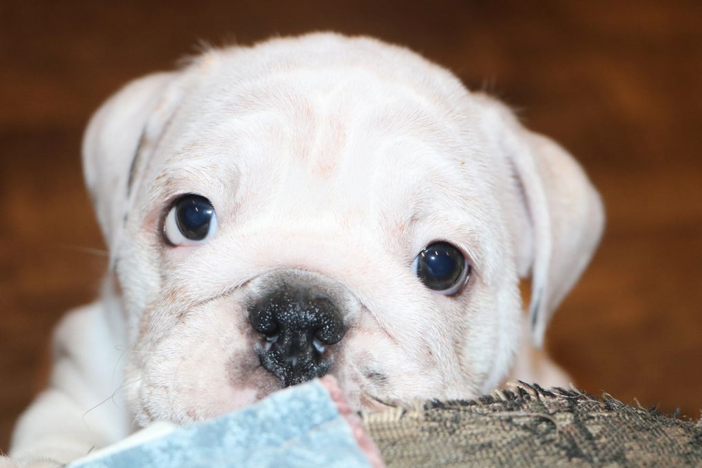 AKC English Bulldog Ruby