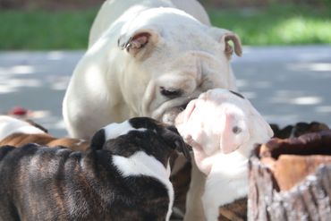 AKC English Bulldog KenKels Khloe Girl and her puppies