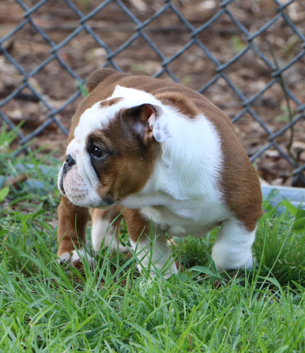 Not all bulldog puppies grow up to look this good. At DaBestBulls Ranch,  we’re focused on more than just “cute puppies.” We raise elite Mini and  Micro English Bulldogs with structure, temperament, and ..., image size:1023x1183