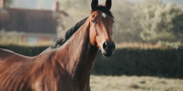 A close-up of a brown horse standing outdoors in a calm setting.
