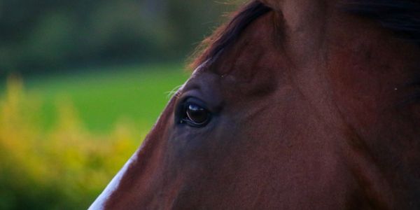 Close-up of a horse's eye with a blurred green background.