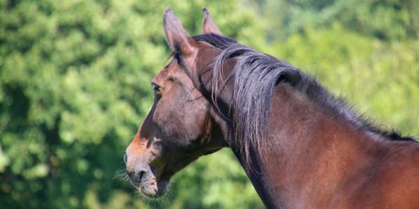 Profile of a brown horse in a green outdoor setting.