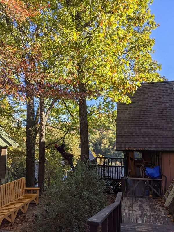 Harrison AR Arborist climbing a tree