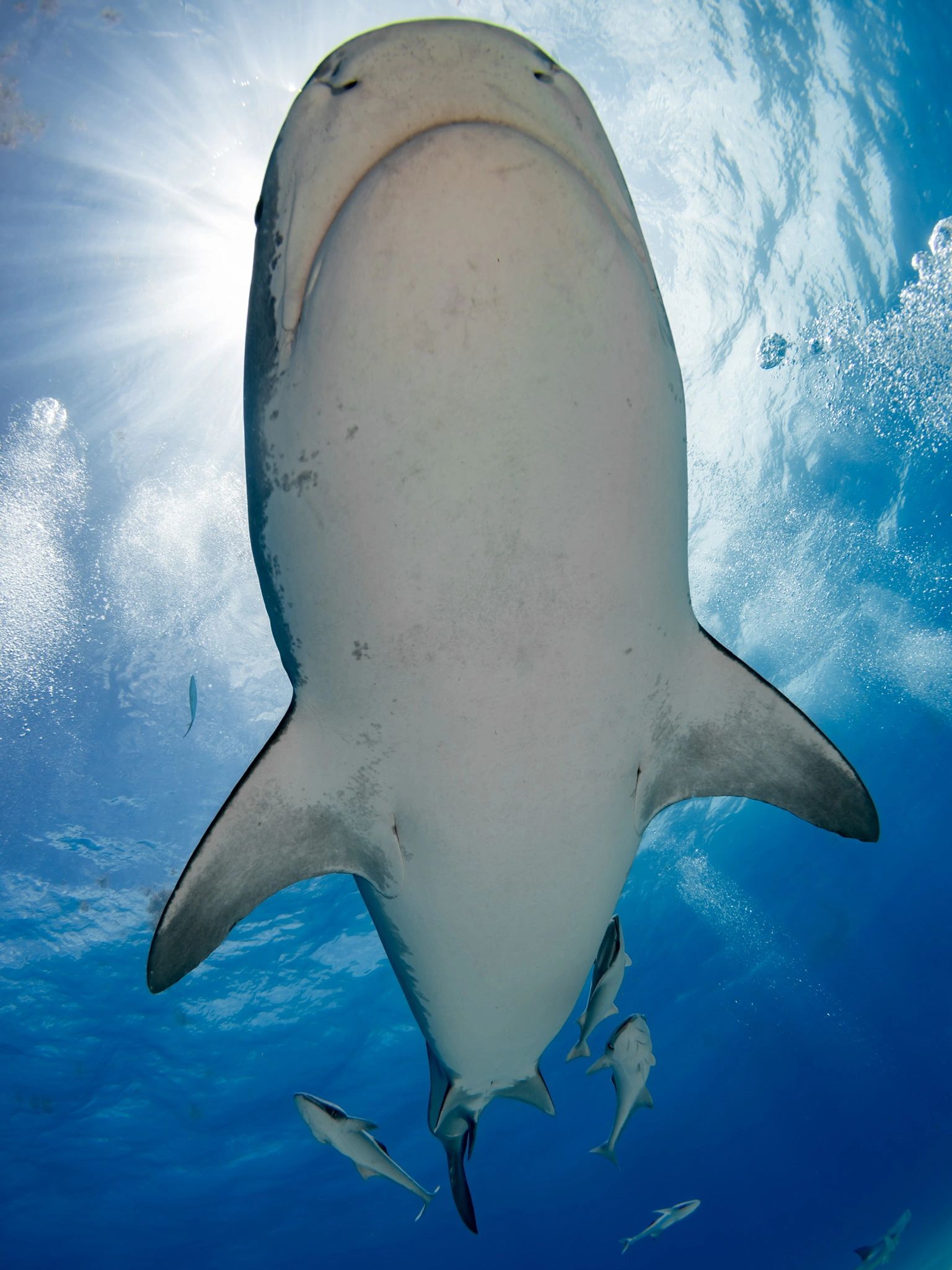 Tiger Shark in Snells window