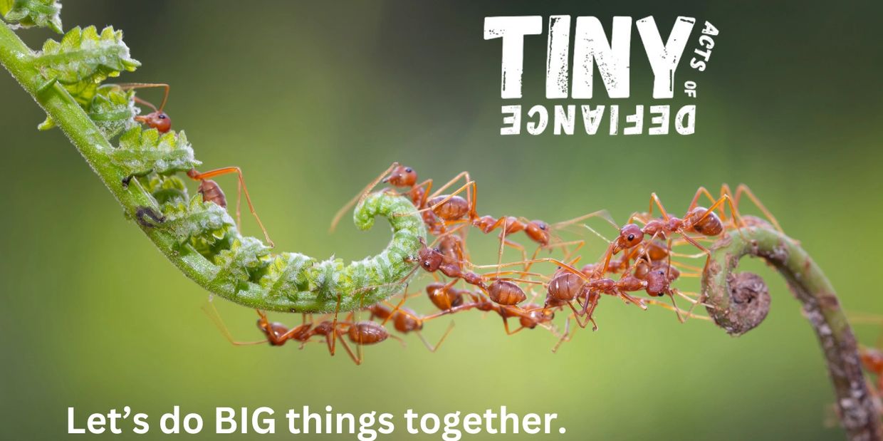 Image shows a small team of ants working together to create a living bridge out of their bodies.