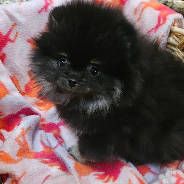 Fancy- Female Champion bloodlines
Toby X Zira
DOB: 9/4/2025
$4,200