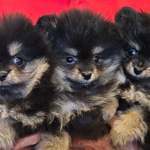 Three fluffy black and tan puppies against a red background.
