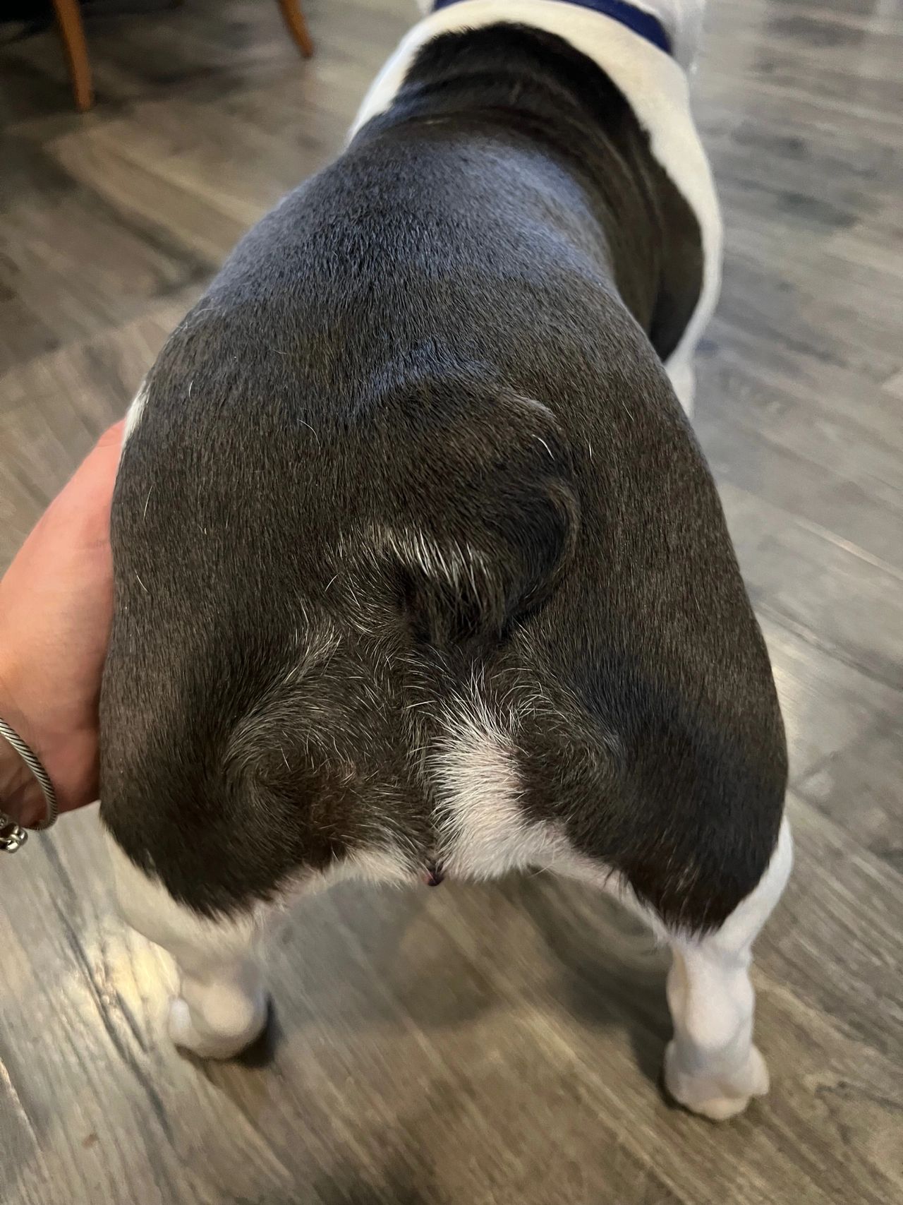 French Bulldog Tail, curved and low set