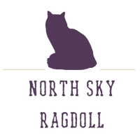 North Sky Ragdoll