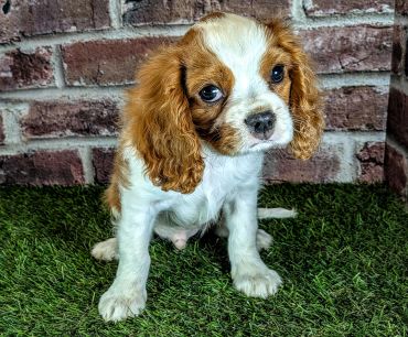 Cute brown and white puppy sitting on grass.