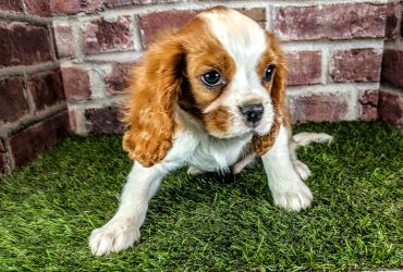 Cute brown and white puppy on grass near brick wall.