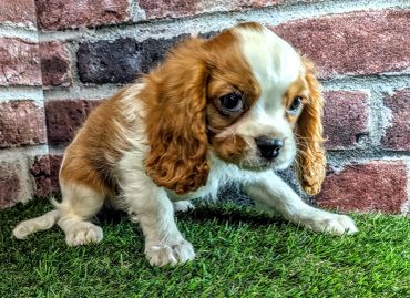 Close-up of a sad brown and white puppy on the grass.