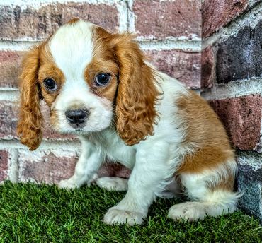 Close-up of a sad puppy with big eyes.