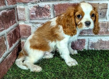 A cute brown and white puppy sitting on grass.