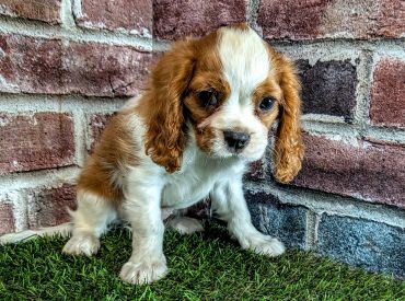 Cute brown and white puppy sitting on artificial grass.