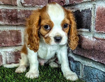 Sad puppy sitting on grass beside a brick wall.