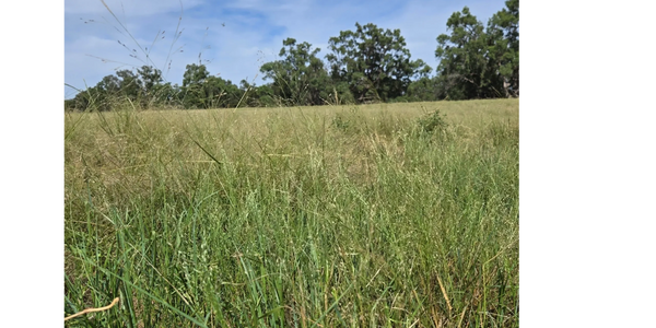 A grassy field with trees under a blue sky.