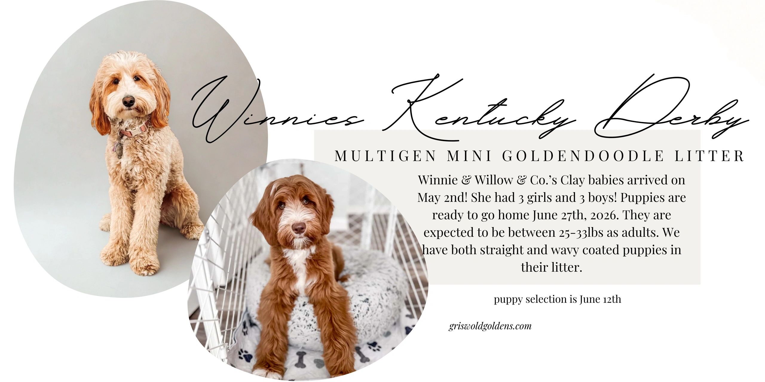 Announcement for Winnies Kentucky Derby multigen mini Goldendoodle litter with adorable puppy photos.