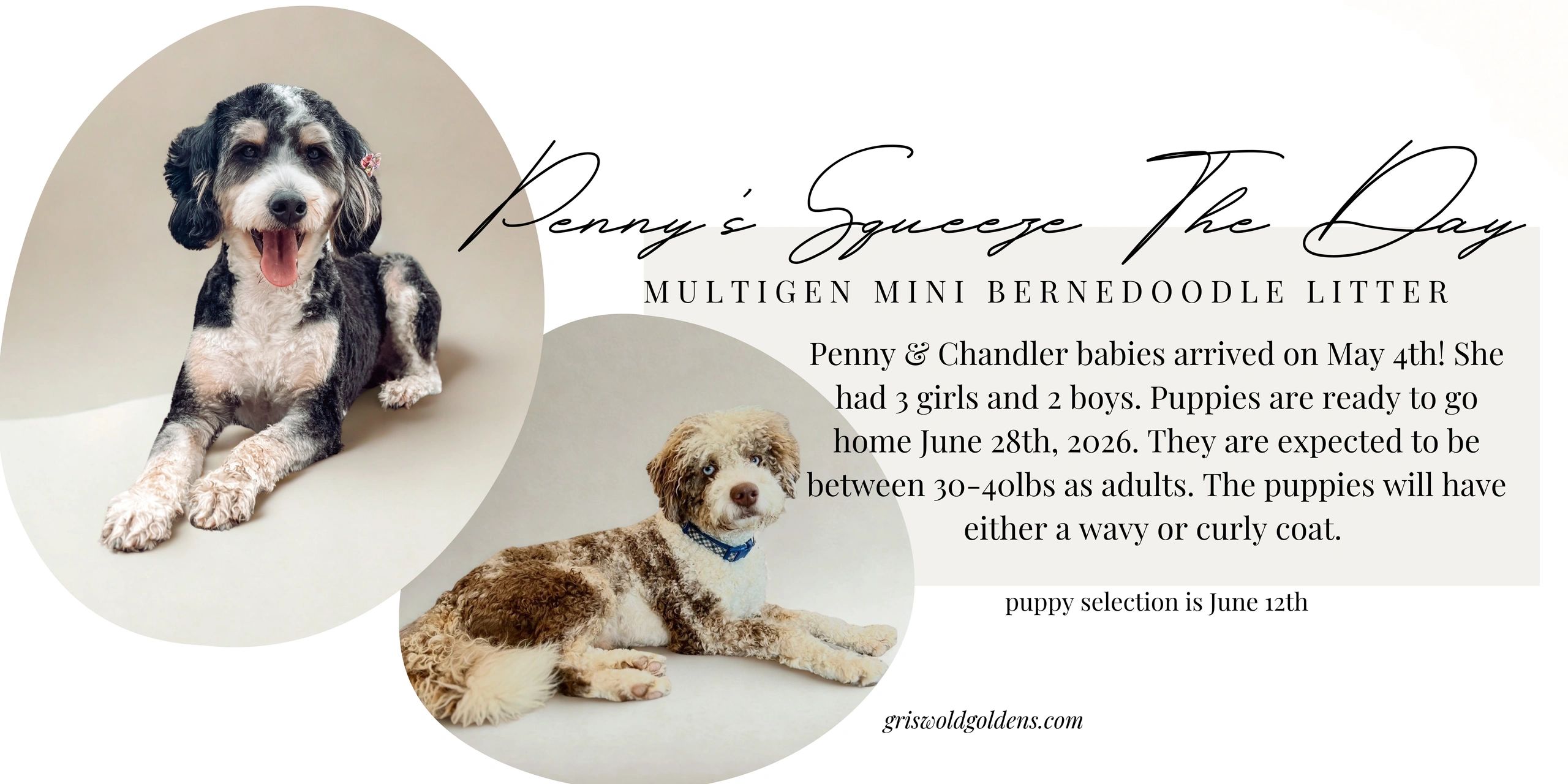 Two Bernedoodles featured in a puppy announcement for a multigen mini litter.