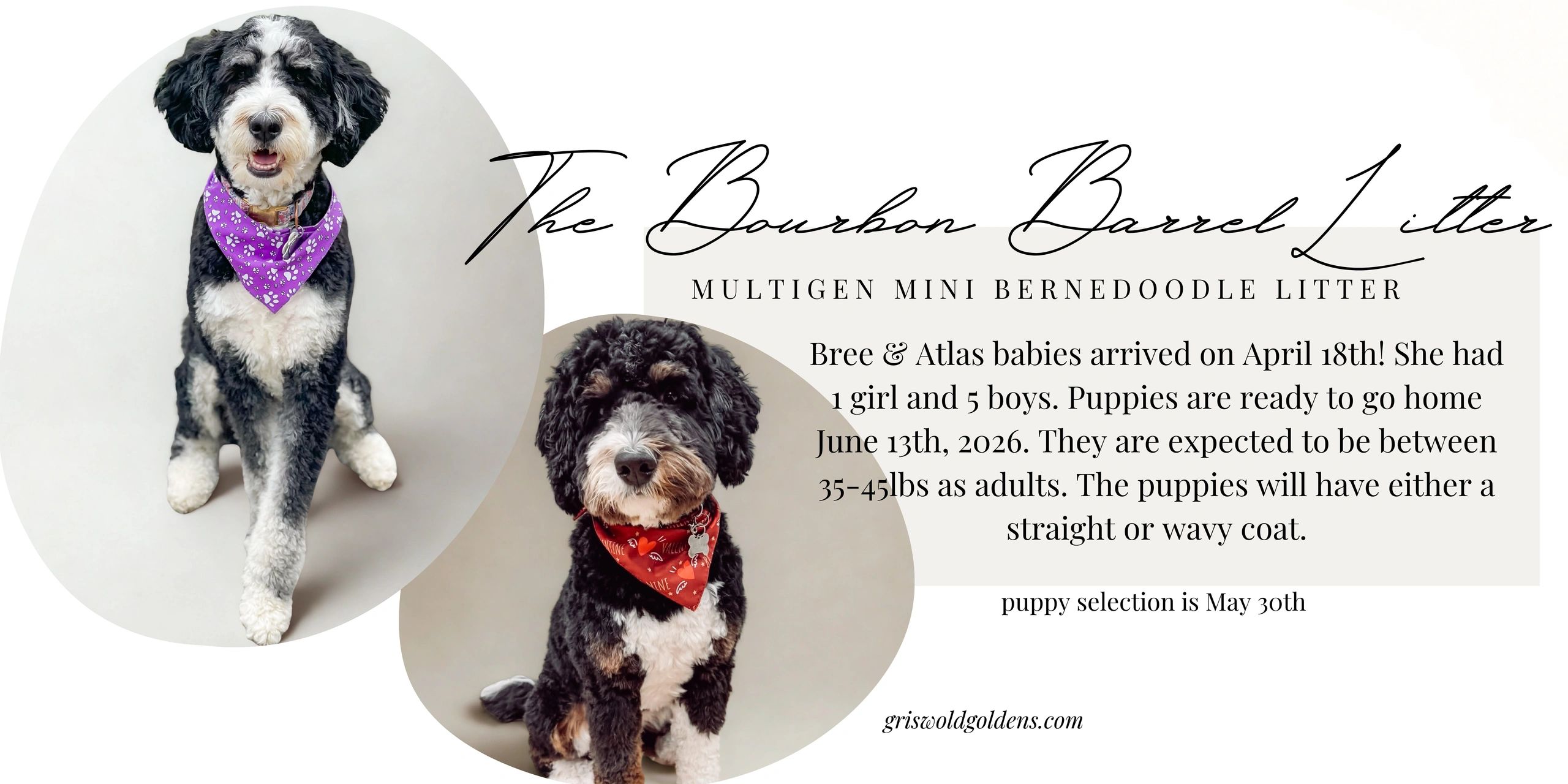 Two Bernedoodles with colorful bandanas announcing a new litter of puppies ready June 2026.