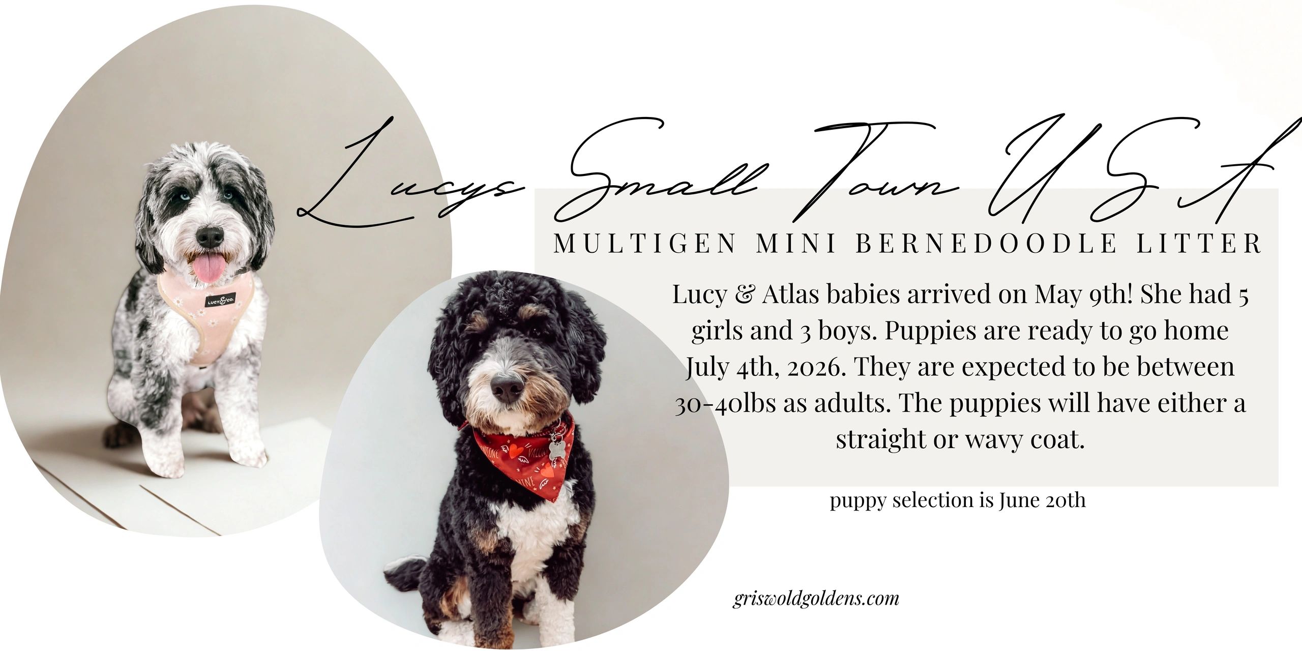 Two adorable multigen mini Bernedoodles with details about their puppies' arrival and selection.