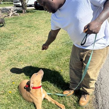 Man training a dog sitting on grass with a leash.