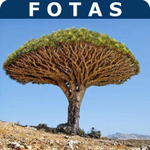 FOTAS, INC.