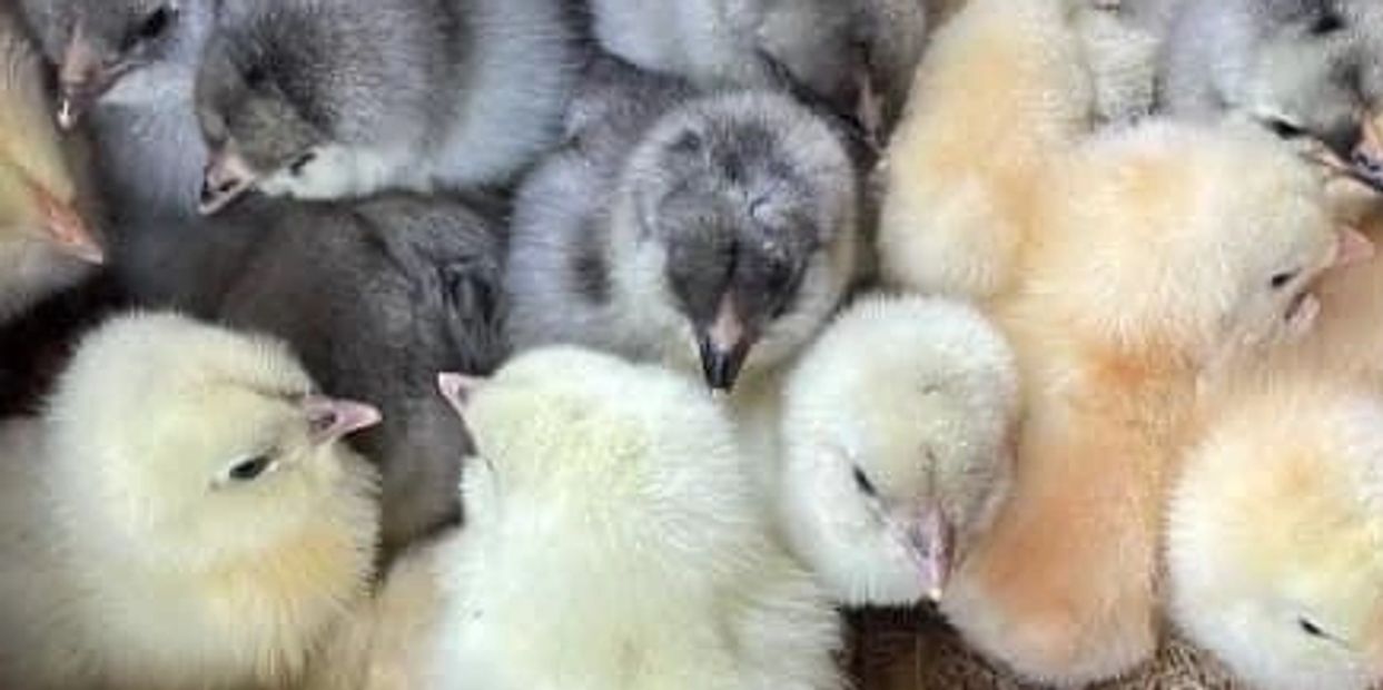 Shipping baby chicks.