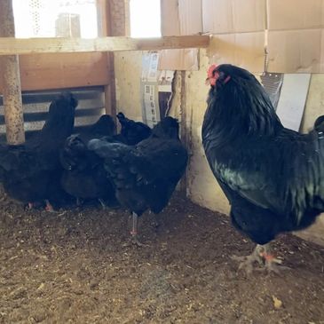 Black Ameraucanas