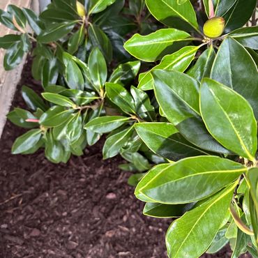 Brown hardwood mulch with a magnolia plant.