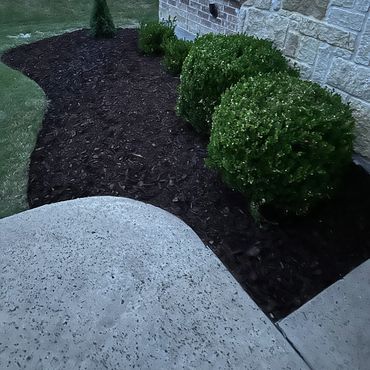 Fresh installed mulch. Five plants with some grass and a concrete path