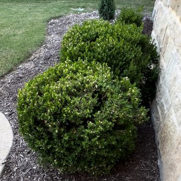 Concrete and steps with two bushes some grass and a flower bed with no mulch.