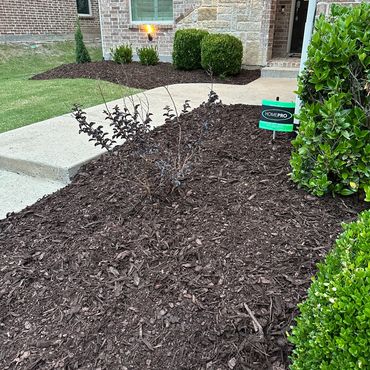 Fresh mulch. Concrete path and house.