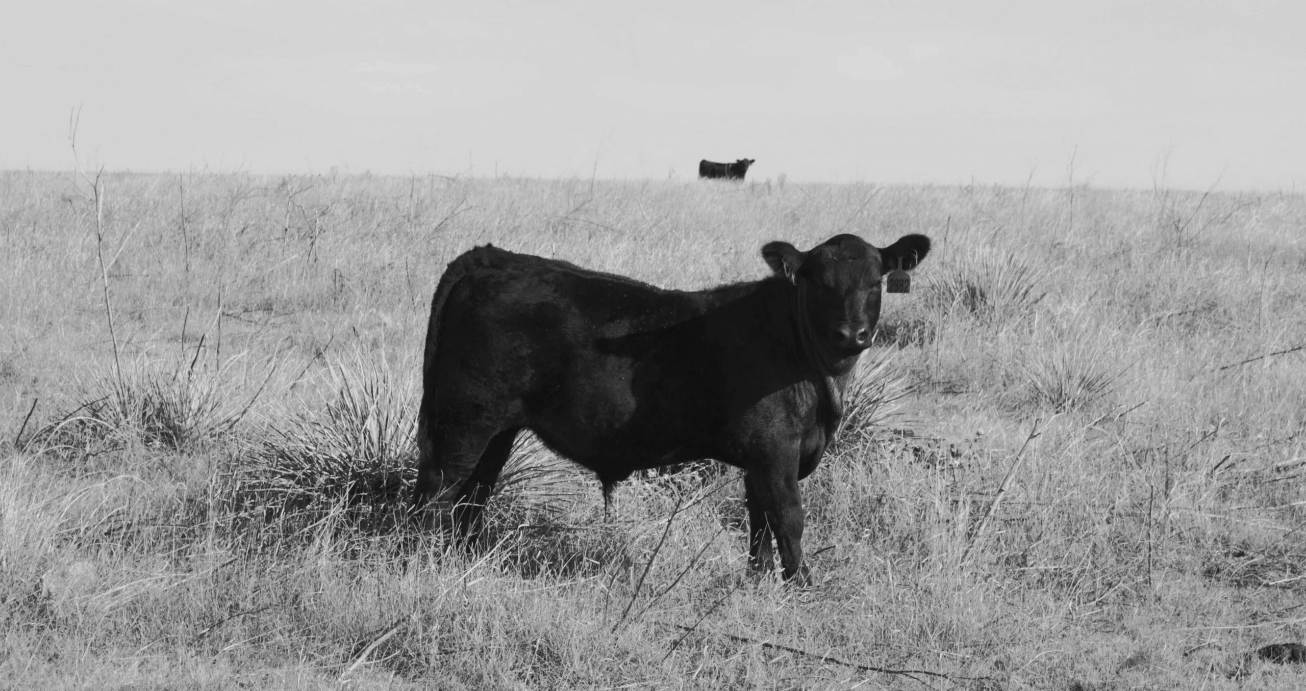 Siebert Premium Meats