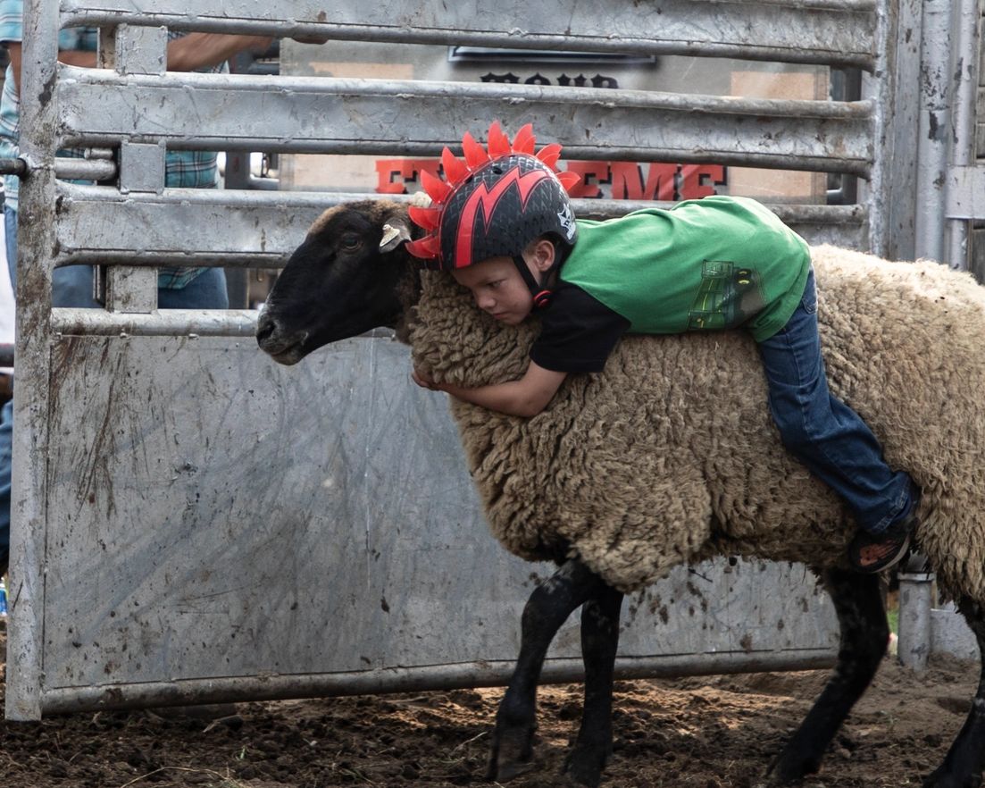 kid riding a sheep during mutton busting at cass county fair