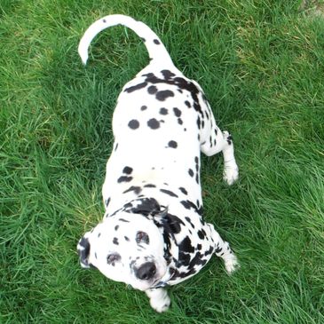Cooper.