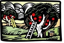Orchard Hill Management