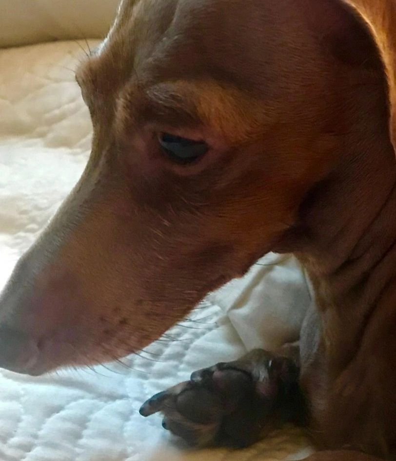 My Beloved Mini-Dachshund Audrey
November 2010-February 2026