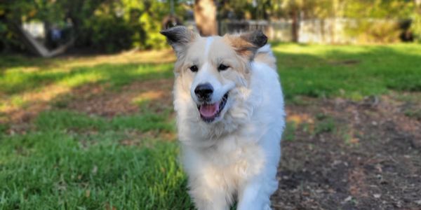 A white fluffy dog with light brown markings is trotting towards the camera on a grassy field