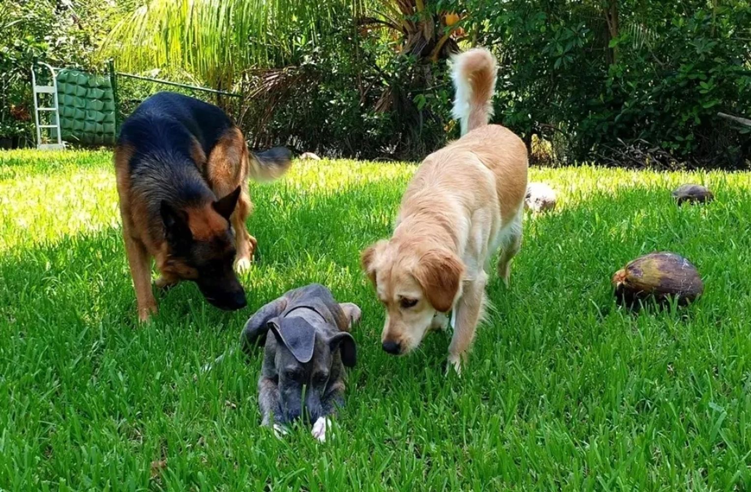 Dog hotsell daycare queens