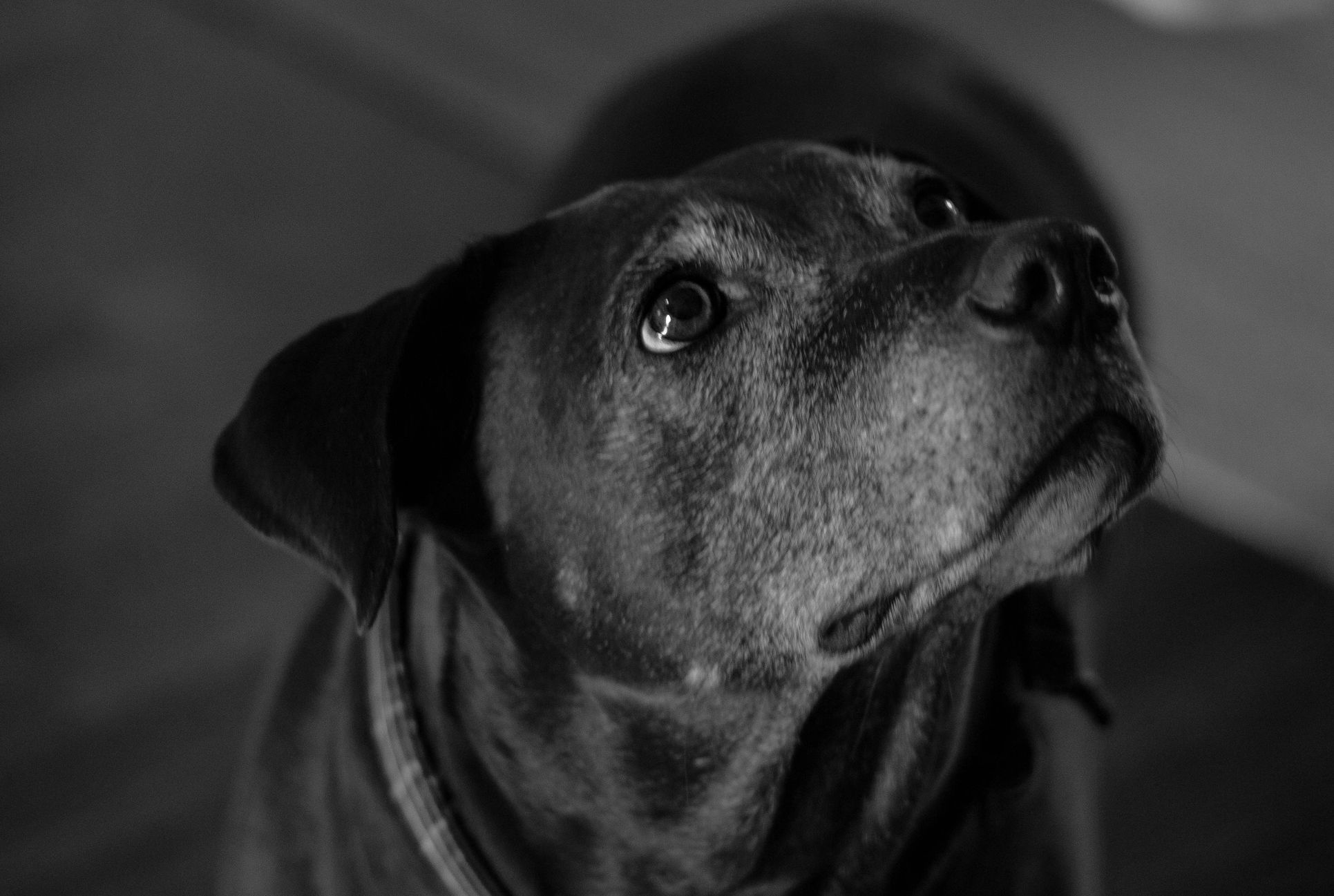 A lab looks up at something off camera in this black and white photo.