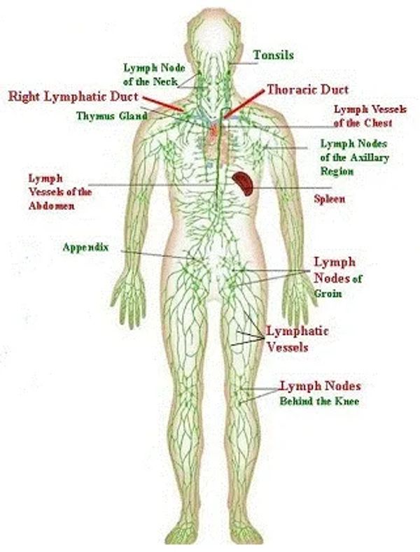 Lymphatic system