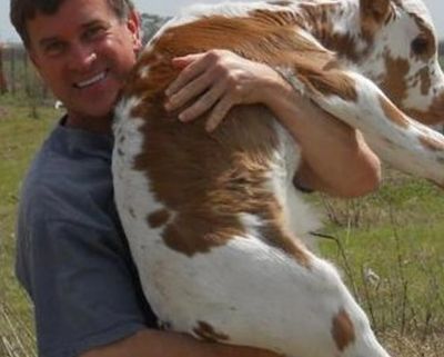 Man happily holding a large calf in a field.