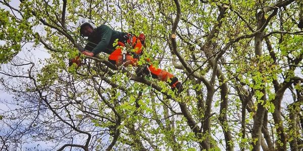 Beech tree prune