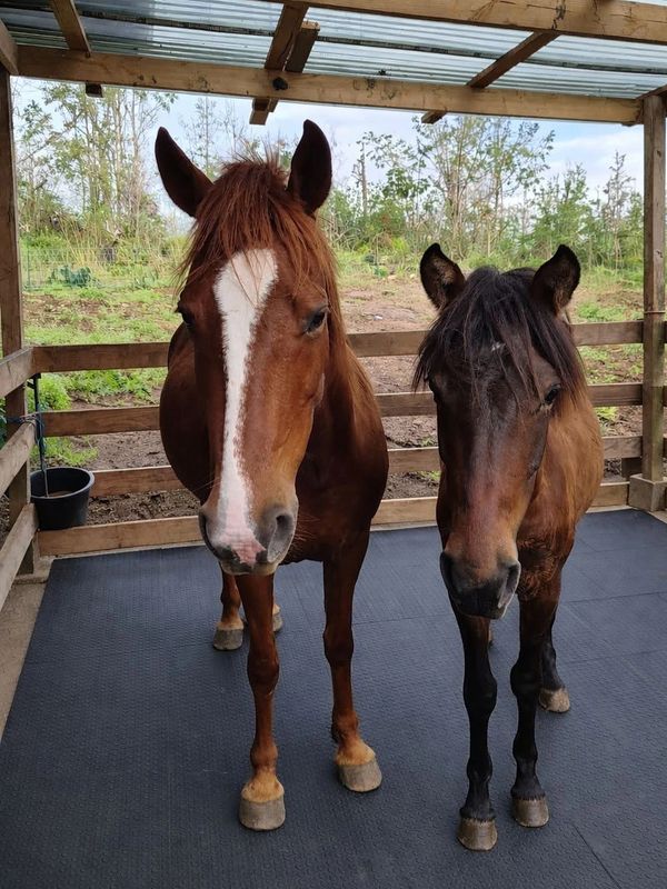 Two horses standing under a shelter.