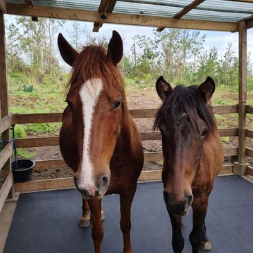 Two horses standing side by side in a wooden shelter.