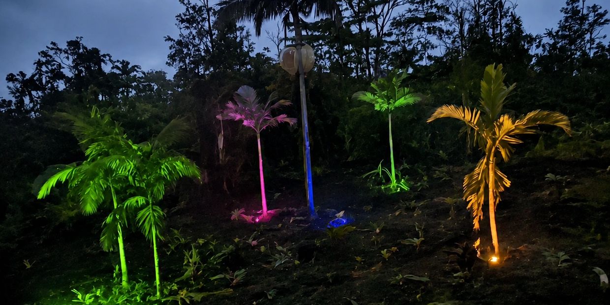 Palm trees illuminated by colorful lights at night.